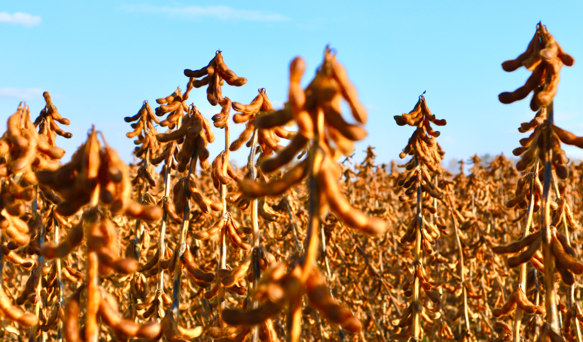 全球谷物和大豆市场供需展望