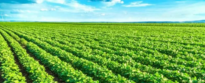 【政策分享】中国大豆加工行业产业政策梳理及发展