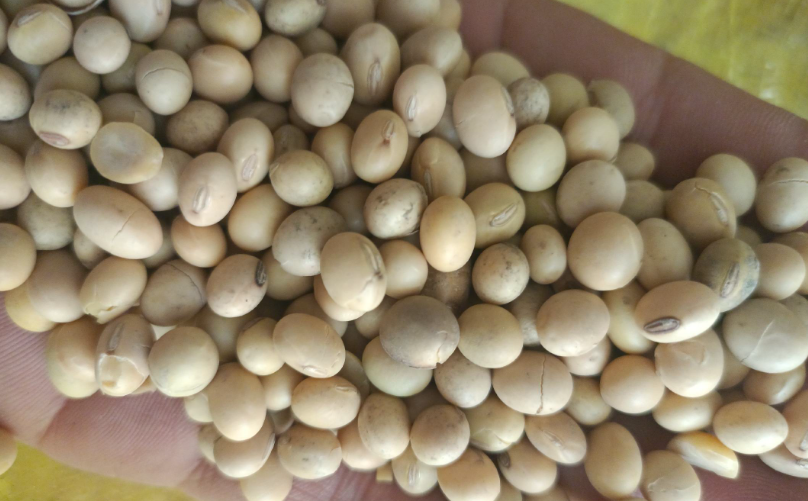 冻品与大豆深度融合，万亿新赛道崛起，大豆展会引领跨界新趋势