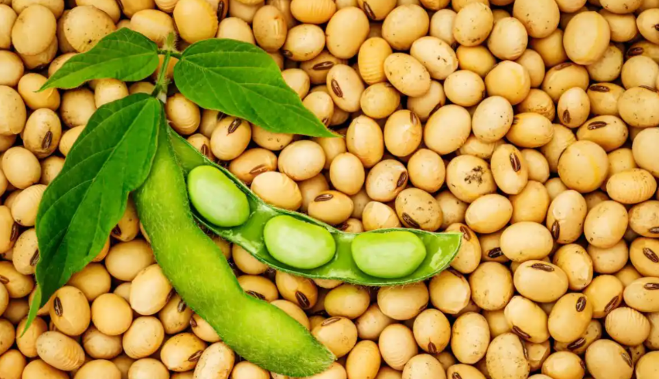 供需格局重塑，价格高位波动，大豆展会助力企业破局突围