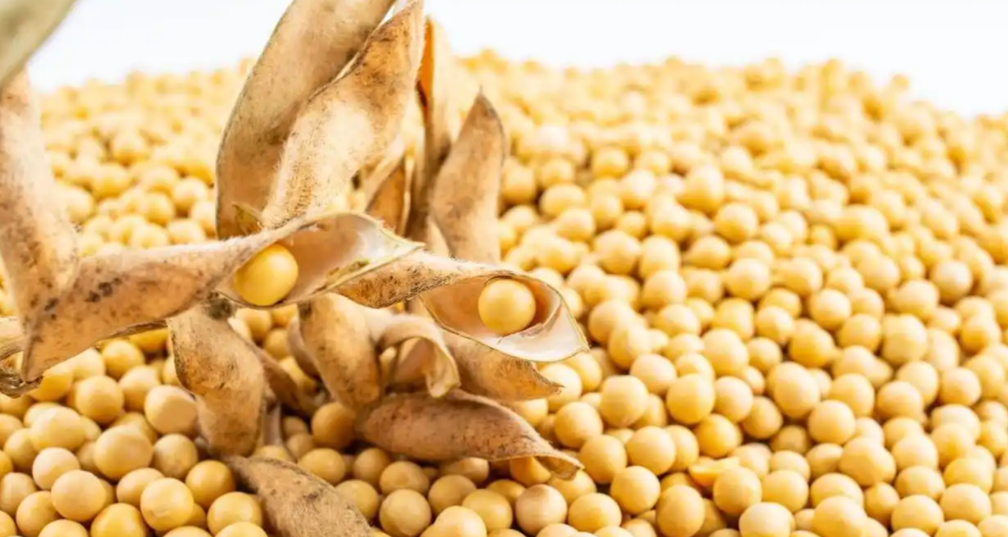 国产大豆崛起，产业链重构正当时，大豆展会成行业加速器