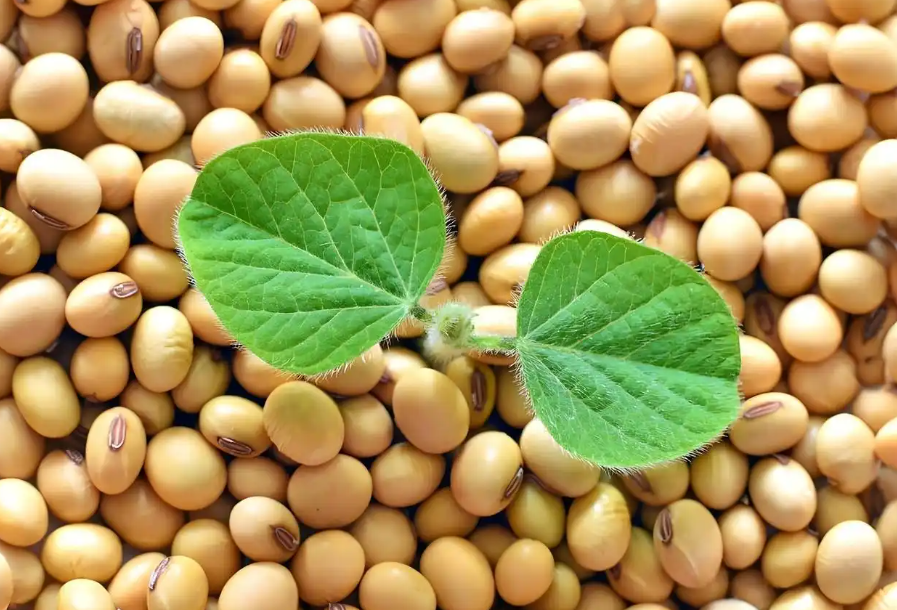 供需格局重塑，价格高位波动，大豆展会助力企业破局突围